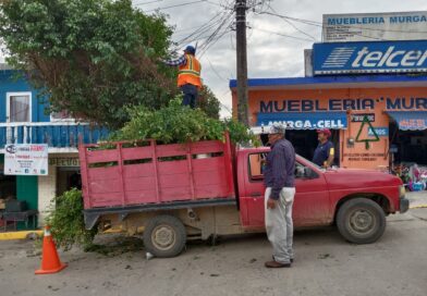 Para evitar algún accidente con los cables de energía eléctrica y de Telmex podan árboles en la cabecera municipal de Jesús Carranza